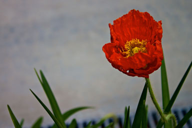 Dallas Theatre Center Red Poppy